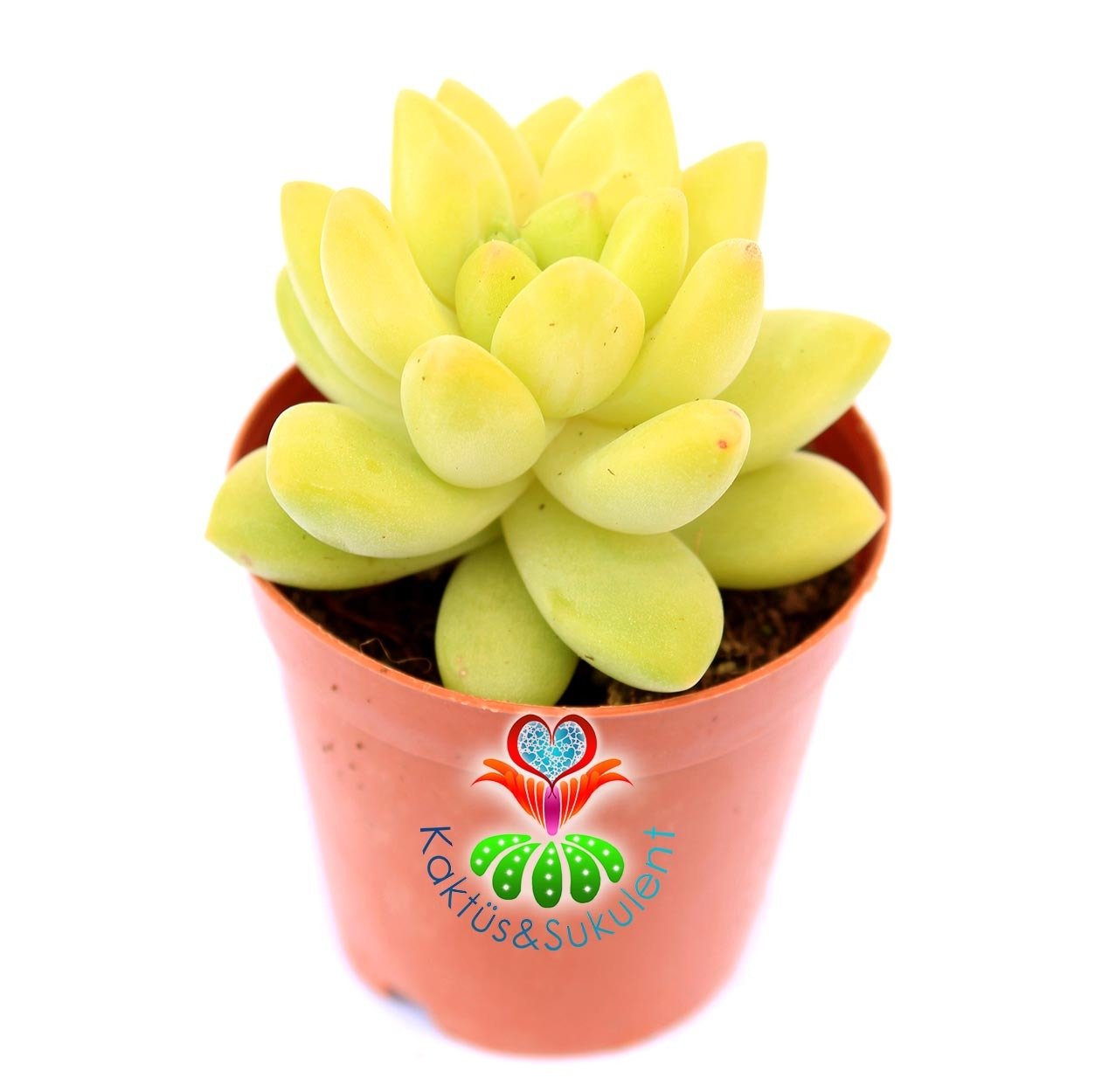 Pachyphytum Glaucum Special 5,5 cm Saksıda Nadir Tür Sukulent
