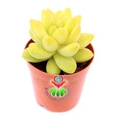 Pachyphytum Glaucum Special 5,5 cm Saksıda Nadir Tür Sukulent