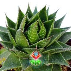 Aloe Vera Cosmo 'Green Pearl'-Mükemmel Formlu-15 cm Saksıda