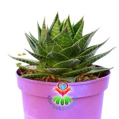 Aloe Vera Cosmo 'Green Pearl'-Mükemmel Formlu-15 cm Saksıda