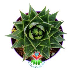 Aloe Vera Cosmo 'Green Pearl'-Mükemmel Formlu-15 cm Saksıda