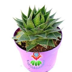 Aloe Vera Cosmo 'Green Pearl'-Mükemmel Formlu-15 cm Saksıda