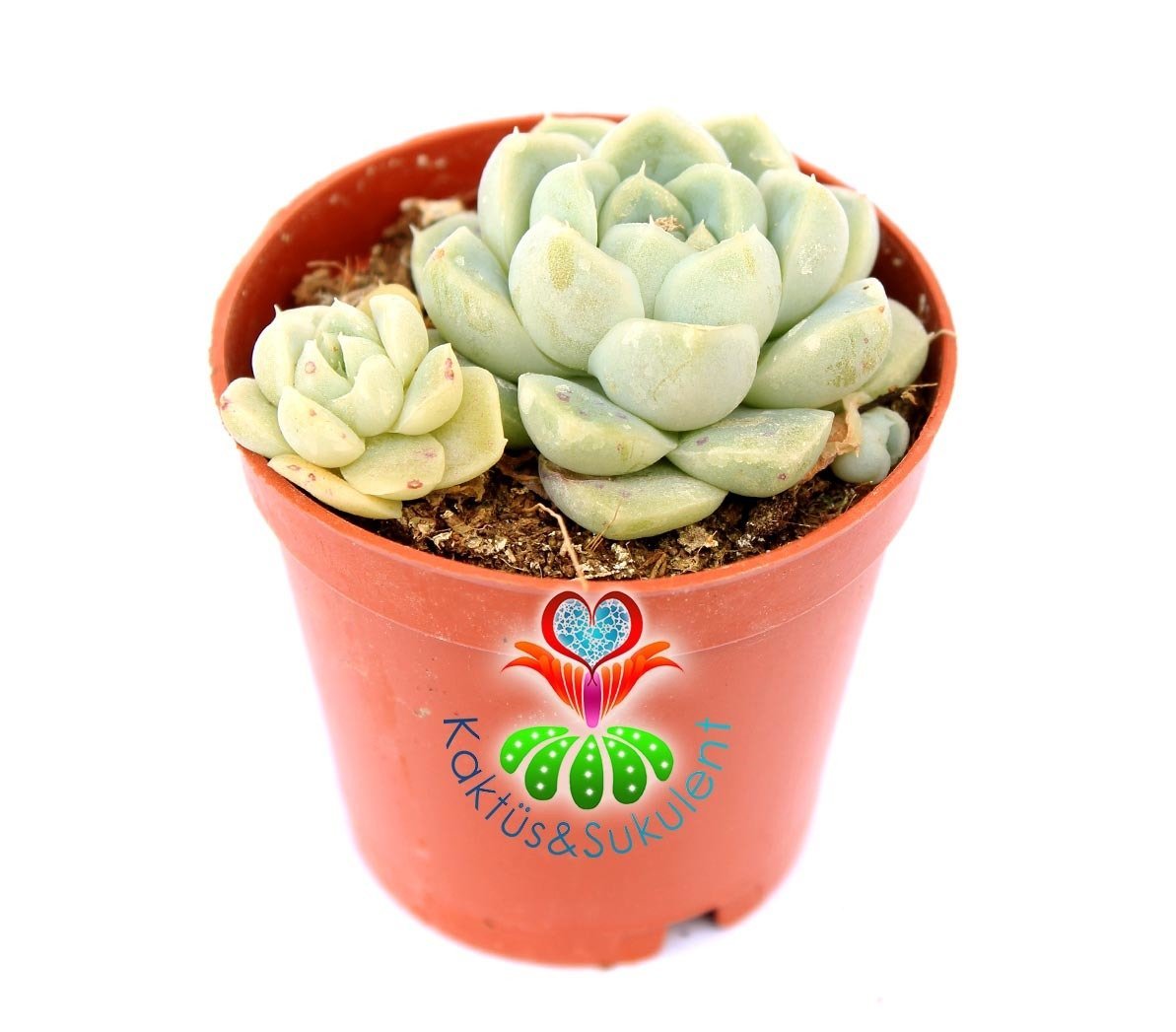 Echeveria Albicans Beyaz Renk Nadir 5,5 cm saksıda