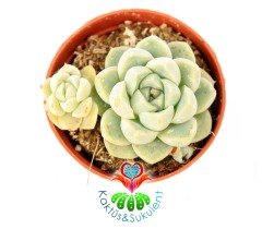 Echeveria Albicans Beyaz Renk Nadir 5,5 cm saksıda