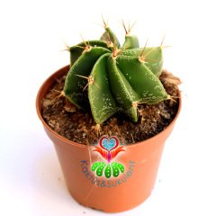 Astrophytum Ornatum-Dev Yıldız Kaktus-Nadir Tür 10,5 cm saksıda-Teraryum,Cactus,Sukulent