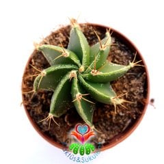 Astrophytum Ornatum-Dev Yıldız Kaktus-Nadir Tür 10,5 cm saksıda-Teraryum,Cactus,Sukulent