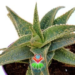 Aloe 'Christmas Carol'-Yaprakları Kızaran Nadir Tür-15 cm Saksıda