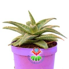 Aloe 'Christmas Carol'-Yaprakları Kızaran Nadir Tür-15 cm Saksıda