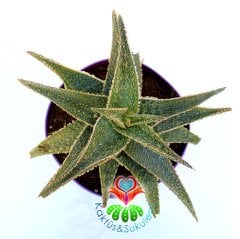 Aloe 'Christmas Carol'-Yaprakları Kızaran Nadir Tür-15 cm Saksıda