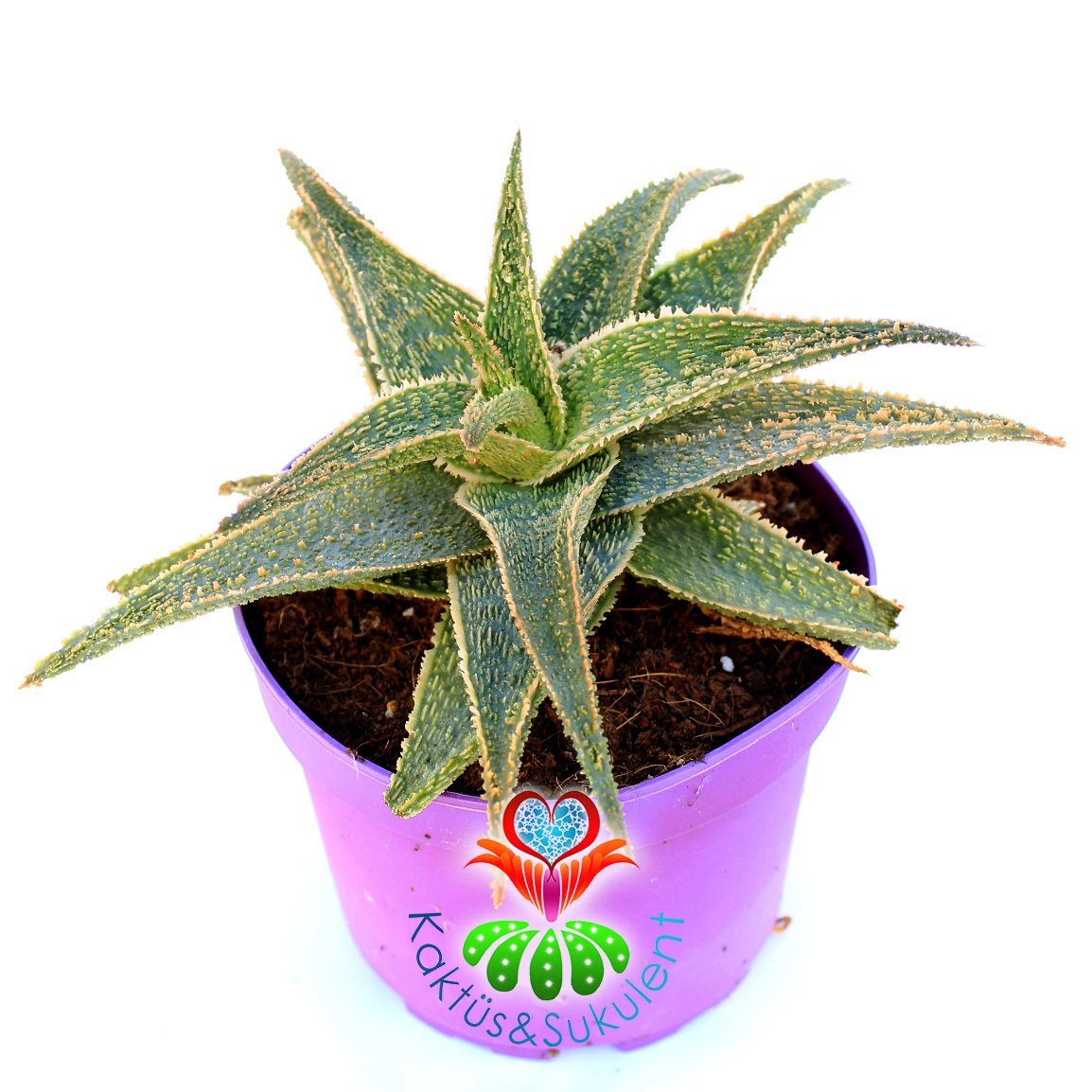 Aloe 'Christmas Carol'-Yaprakları Kızaran Nadir Tür-15 cm Saksıda