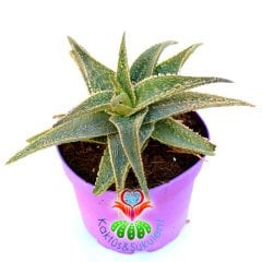 Aloe 'Christmas Carol'-Yaprakları Kızaran Nadir Tür-15 cm Saksıda