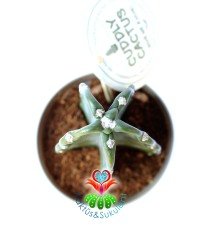 Cereus Jamacaru Cuddly 10,5 cm Saksıda Dikensiz Dev Boylara Ulaşan Kaktüs