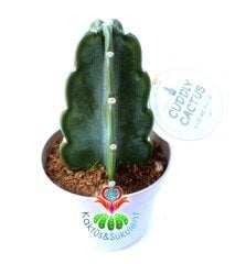 Cereus Jamacaru Cuddly 10,5 cm Saksıda Dikensiz Dev Boylara Ulaşan Kaktüs