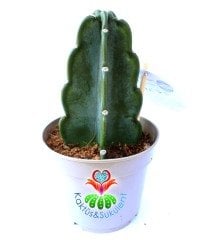 Cereus Jamacaru Cuddly 10,5 cm Saksıda Dikensiz Dev Boylara Ulaşan Kaktüs