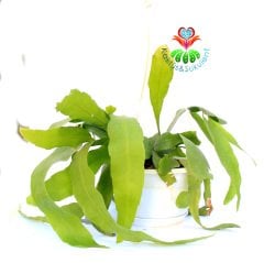 Atlas Çiçeği-Epiphyllum Oxypetalum-Mükemmel Beyaz Renk Çiçek Açar-30 cm Askılı Saksıda