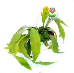 Atlas Çiçeği-Epiphyllum Oxypetalum-Mükemmel Beyaz Renk Çiçek Açar-30 cm Askılı Saksıda