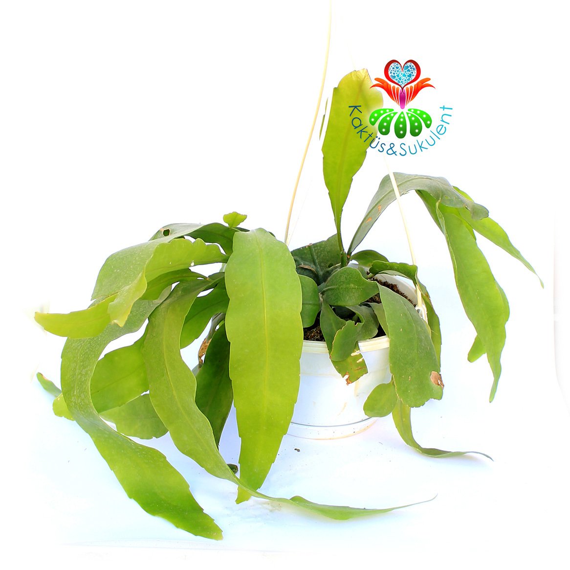 Atlas Çiçeği-Epiphyllum Oxypetalum-Mükemmel Beyaz Renk Çiçek Açar-30 cm Askılı Saksıda