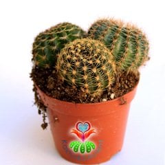 1 Saksıda 3 Farklı Echinopsis- Büyük Boy Çiçek Açar - 8,5 cm Bitki Çapı-Teraryum,Sukulent