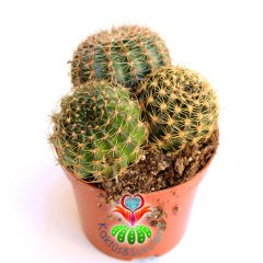 1 Saksıda 3 Farklı Echinopsis- Büyük Boy Çiçek Açar - 8,5 cm Bitki Çapı-Teraryum,Sukulent