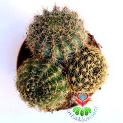 1 Saksıda 3 Farklı Echinopsis- Büyük Boy Çiçek Açar - 8,5 cm Bitki Çapı-Teraryum,Sukulent