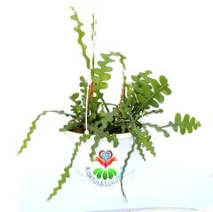 Epiphyllum Anguliger Kılçık Atlas Çiçeği-Büyük Boy 12 cm Askılı Saksıda