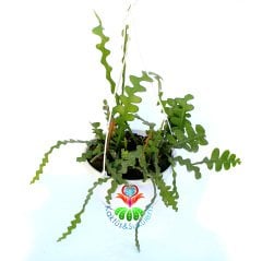 Epiphyllum Anguliger Kılçık Atlas Çiçeği-Büyük Boy 12 cm Askılı Saksıda