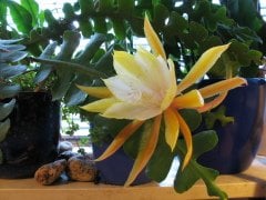 Epiphyllum Anguliger Kılçık Atlas Çiçeği-Büyük Boy 12 cm Askılı Saksıda