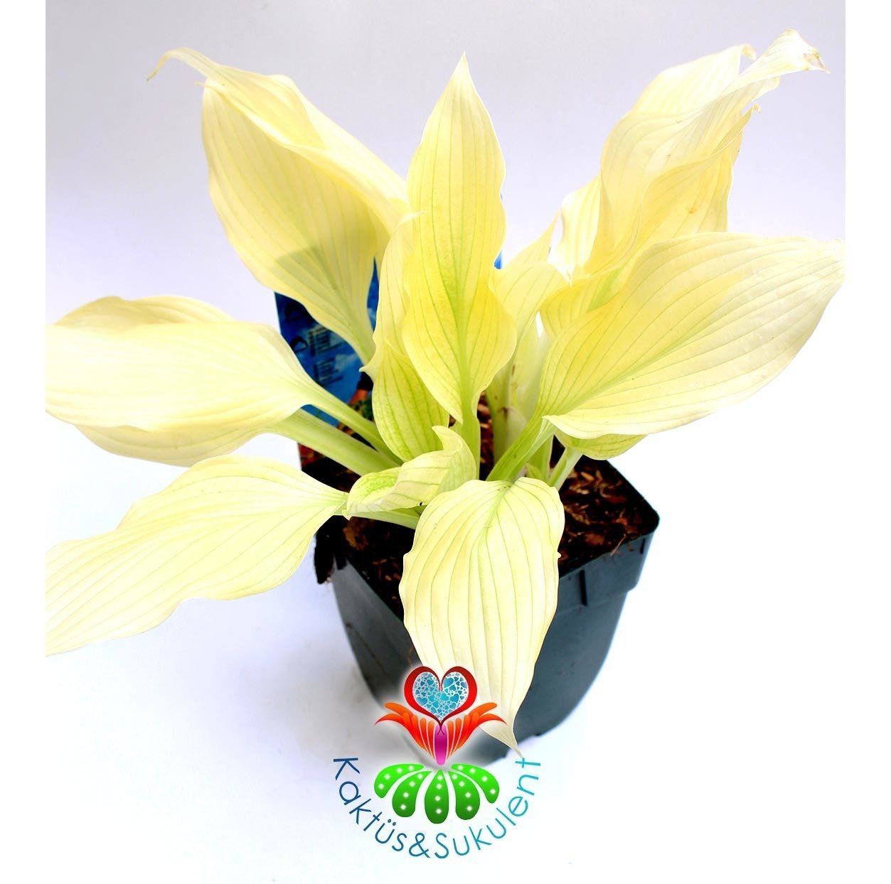 Hosta White Feather 10 cm Saksıda 3-4 Soğan Köklü Dış Mekan ve Teras Balkon Bahçe Bitkisi