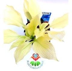 Hosta White Feather 10 cm Saksıda 3-4 Soğan Köklü Dış Mekan ve Teras Balkon Bahçe Bitkisi