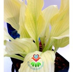 Hosta White Feather 10 cm Saksıda 3-4 Soğan Köklü Dış Mekan ve Teras Balkon Bahçe Bitkisi