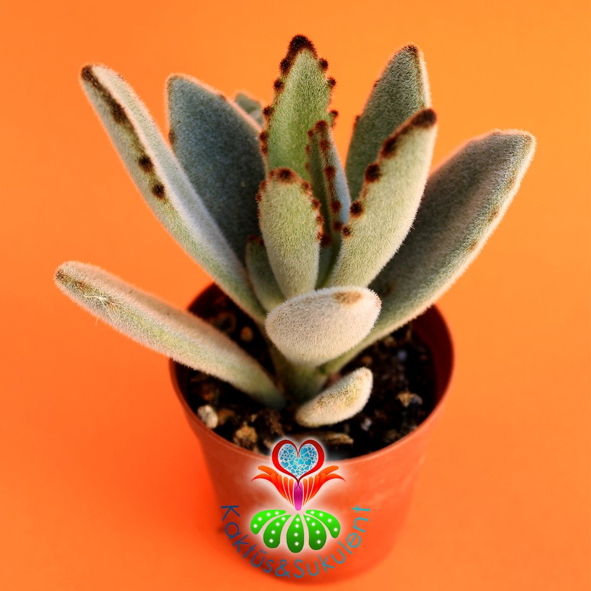 Panda Bitkisi,Kalanchoe Tomentosa -Çikolata Renkli Uçlu Sukulent-Kalonşo-5,5 cm Saksıda- Teraryum,Kaktüs, Succulent
