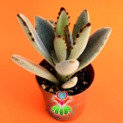 Panda Bitkisi,Kalanchoe Tomentosa -Çikolata Renkli Uçlu Sukulent-Kalonşo-5,5 cm Saksıda- Teraryum,Kaktüs, Succulent