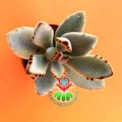 Panda Bitkisi,Kalanchoe Tomentosa -Çikolata Renkli Uçlu Sukulent-Kalonşo-5,5 cm Saksıda- Teraryum,Kaktüs, Succulent