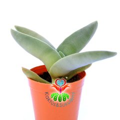Crassula Falcata ''Uçak Bitkisi'' Kanat Tarzı Yapraklı-8,5 cm Saksıda