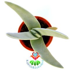 Crassula Falcata ''Uçak Bitkisi'' Kanat Tarzı Yapraklı-8,5 cm Saksıda