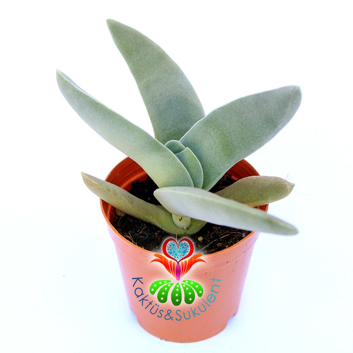 Crassula Falcata ''Uçak Bitkisi'' Kanat Tarzı Yapraklı-8,5 cm Saksıda