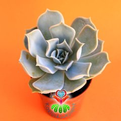 Sukulent,Echeveria 'Elsa' -Bembeyaz Renk 1.Sınıf Sukkulent -5,5 cm saksıda