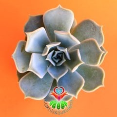 Sukulent,Echeveria 'Elsa' -Bembeyaz Renk 1.Sınıf Sukkulent -5,5 cm saksıda