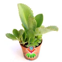 Sukulent,Kalanchoe Daigremontiana 5,5 cm saksıda-Aşkın Gözyaşı Çiçeği