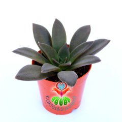 Echeveria Carnicolor-Koyu Renk Yapraklı NAdir Tür Sukulent-5,5 cm Saksıda