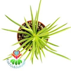Sukulent,Peperomia 'Green Bean'- Canlı Yeşil Renk Sukkulent 5,5 cm saksıda-Teraryum, Kaktus