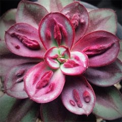 Echeveria Nodulosa ''Maruba Benitsukasa''-Bordo Renk Çok Nadir Tür Sukulent-5,5 cm Saksıda