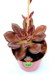 Echeveria Nodulosa ''Maruba Benitsukasa''-Bordo Renk Çok Nadir Tür Sukulent-5,5 cm Saksıda