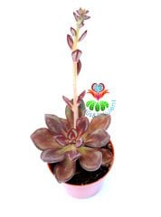 Echeveria Nodulosa ''Maruba Benitsukasa''-Bordo Renk Çok Nadir Tür Sukulent-5,5 cm Saksıda