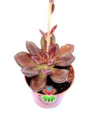 Echeveria Nodulosa ''Maruba Benitsukasa''-Bordo Renk Çok Nadir Tür Sukulent-5,5 cm Saksıda