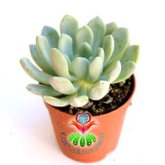 Sukulent,Pachyphytum Bracteosum - Beyaz Renk Sukkulent 5,5 cm saksıda-Teraryum, Kaktus