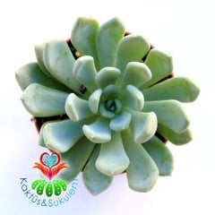 Sukulent,Pachyphytum Bracteosum - Beyaz Renk Sukkulent 5,5 cm saksıda-Teraryum, Kaktus