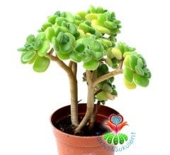 Aichryson Laxum - Aşk ağacı 5,5 cm Saksıda