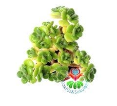 Aichryson Laxum - Aşk ağacı 5,5 cm Saksıda