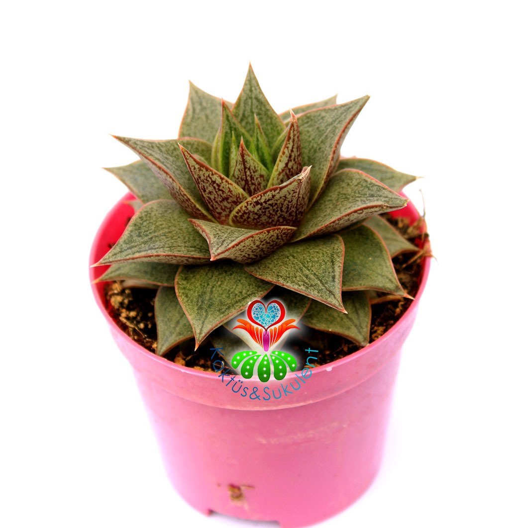 Echeveria Purpusorum-Simetrik Sivri Yapraklı Sukulent-8,5cm Saksıda